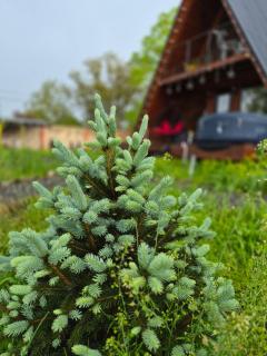C'est La Vie - Cottages in Sabaduri Forest - 6