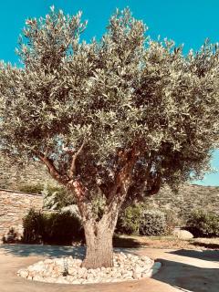 ELIA PRIVILEGED SUITES Andros ΑΝΔΡΟΣ - 3
