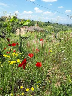 Poggio agli Ulivi vicolo di Colle Reti 22 Frascati - 8