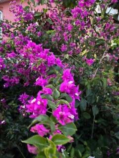 Le Touloulou , vue mer et jardin tropical - 4