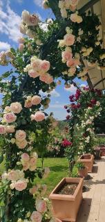 Villa ELISA - appartamento nel cuore del Chianti - 4