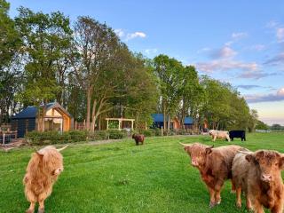 Rhosyn Highland Cattle Farm - 1