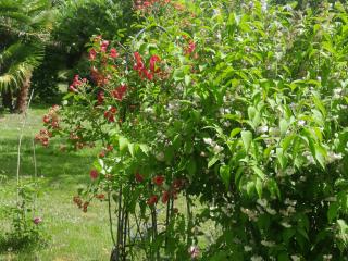 Chambre d'hôte Amitié et Jardin - 4