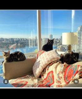 Cat-stle In The Sky - 0