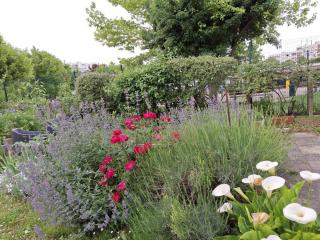 Sous le figuier - 8