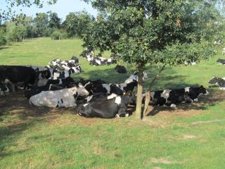 Spacieuse maison au jardin à la ferme - 12 pers. - FR-1-510-251 - 5