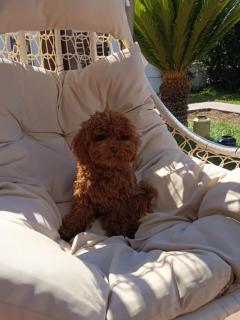 Summer Rooms Caucana - 8