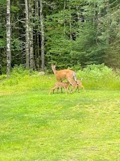 Wooded Acadia Retreat Near Bar Harbor & Beaches - 5