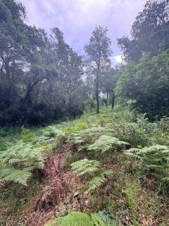 Le bois de Cardiccia - 2