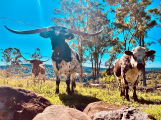 El Rancho Cabarita Beach - Highlander - 7