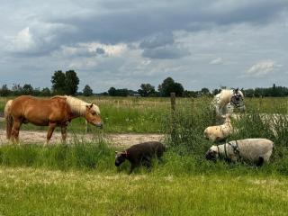 Hoeve de Roskam - 8