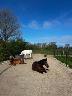 Hoeve de Roskam - 6