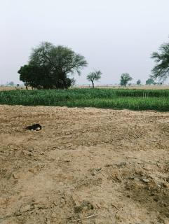 Joon Farm - 5