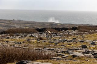 Aran Islands Hotel - 9