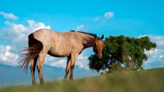 Rancho Eden - 4