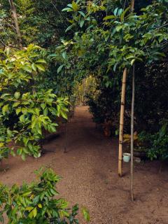 Wild Haven Eco Resort Sigiriya - 9