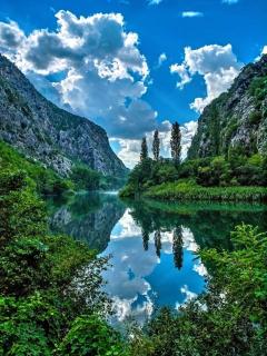 Dalmatian Green Peak - 3