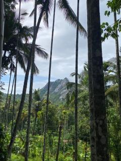 Arbor West - 1
