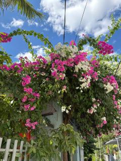 Gilan Blomming - 7