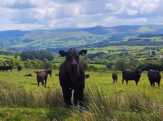 Cosy Hill Top Hut with Fantastic Views - Near Bala - Rural Farm Stay - 5