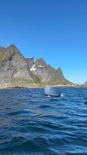 Lofoten Bed & Breakfast Reine - Rooms & Apartments - 6