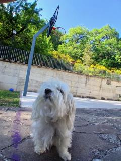 La Boccia's Home - 1