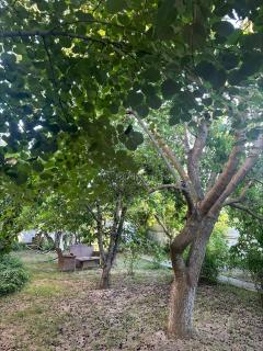 Karaagac Green Edirne - 1