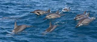 Dolphin Beach Resort - Dolphins, Kitesurfing & Wildlife - 7