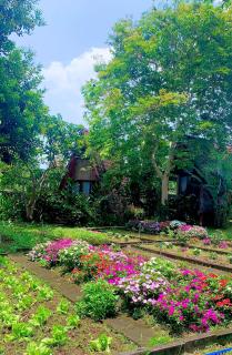 Buon'S garden - 8