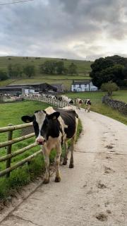 Fernydale Farm Bed & Breakfast - 7