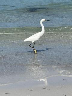 Heated Pool in Sunny Sarasota, huge yard, games, dog friendly escape - Sarasota - 2