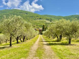 Casa Levante Toscana tra vino e ulivi - 1