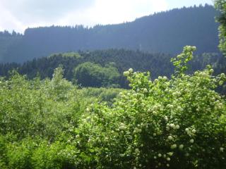 Gasthaus Finken - Oppenau - 8
