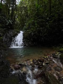 SAMAY FOREST- MASHPI AMAGUSa - Mashpi - 6