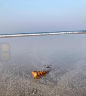 Nestle Sahayadri BeachFront Homestay Murudeshwar - 7