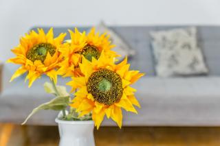 Sunflower Siroco - 6