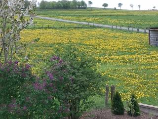 Wiesenblick - 8