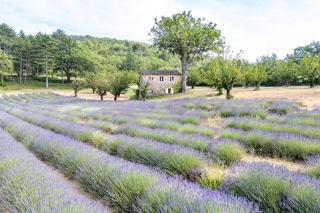 Bastide de l'Esclat - Champs de Lavandes & Piscine - Apt - 9