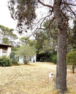 Le murmure des pins - 4