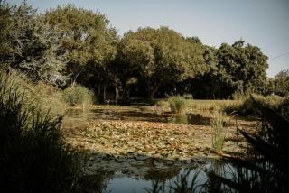 Solton Manor - 1