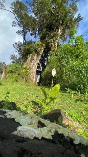Casa del Árbol (A-Frame) - Ágape del Bosque - 5