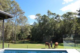 Endeavour Grey - Mothar Mt Horse & Guest Stay - 6