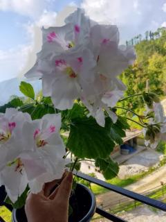 Village view homestay in ravangla - 6