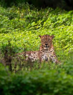 Villa Emerald Yala safari tours - 0