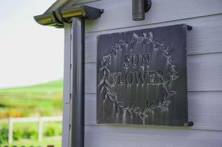 Sunflower - 1