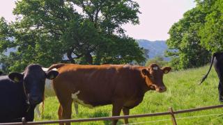Plas Madoc Lodge - 7