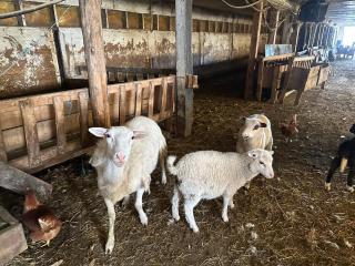 5 BDRS Farmhouse, Hiking, animals, Safari, Border - 1
