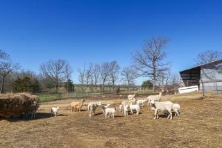 Hike & Fish! Ozarks Studio on Multi-Unit Farm - 0