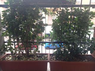 Casa Floris - 2