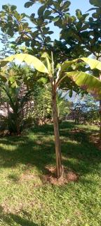 Djema forest Bungalow Famillial - 4